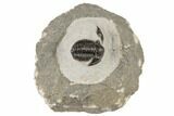 Detailed Gerastos Trilobite Fossil - Morocco #193948-1